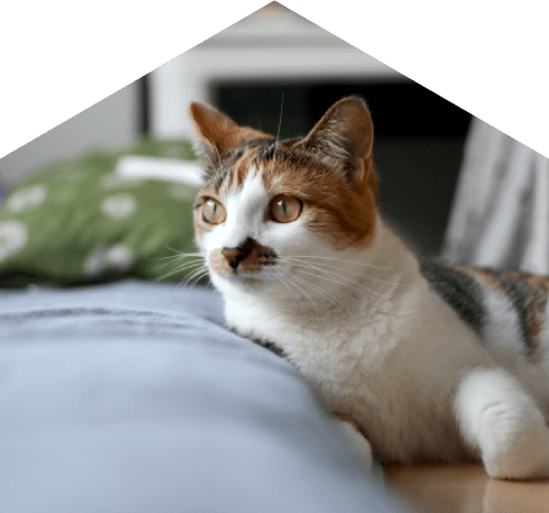 ペット飼育可能な物件